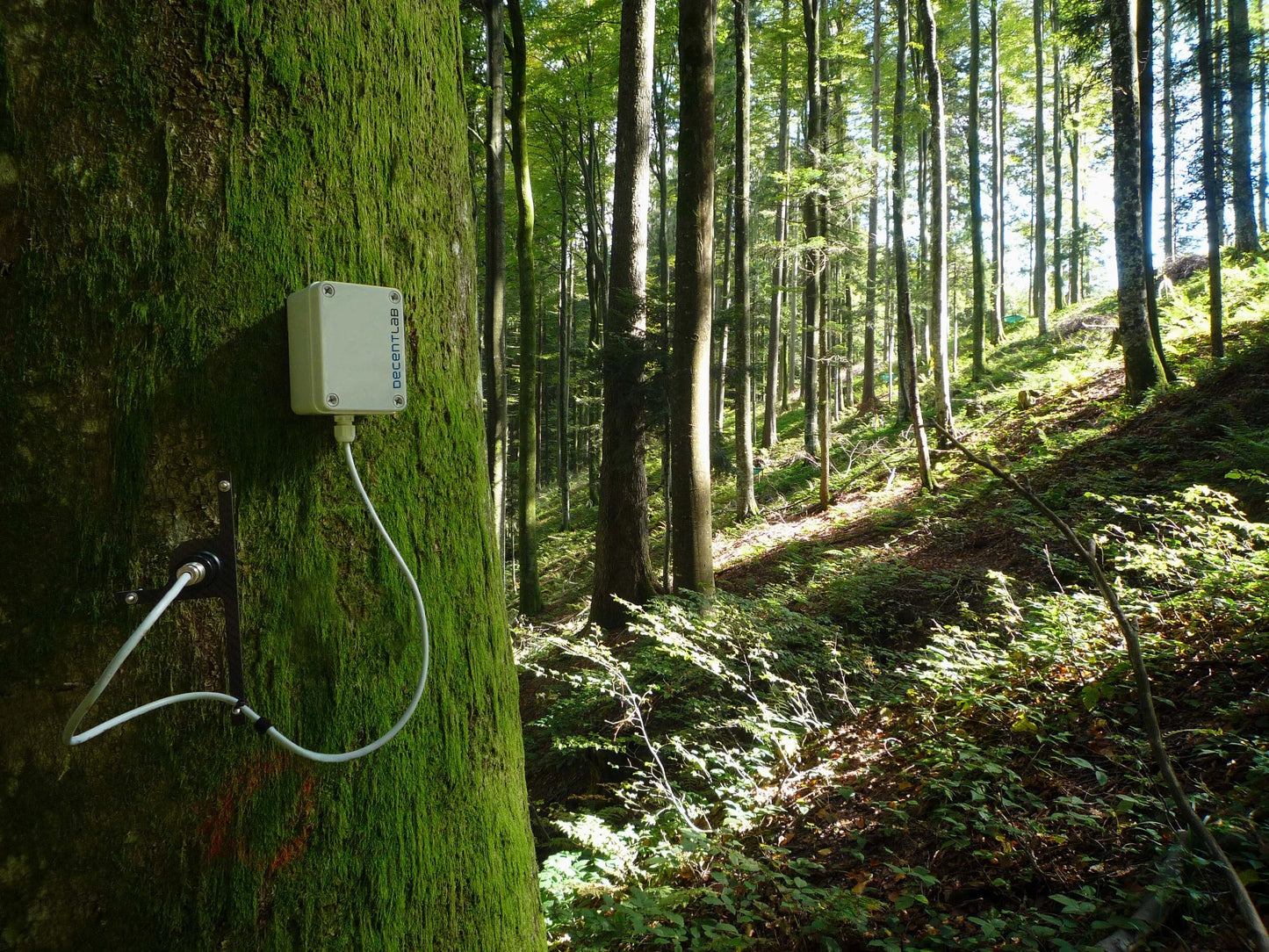 DecentLab Dendrometer Tree Growth Measurement T/O Shape LoRaWAN