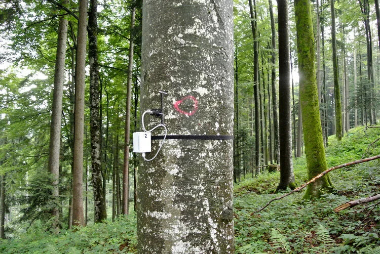 DecentLab Dendrometer Tree Growth Measurement T/O Shape LoRaWAN