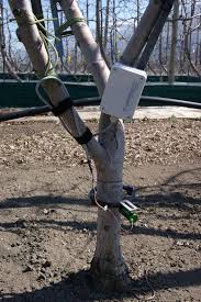 DecentLab Dendrometer Tree Growth Measurement T/O Shape LoRaWAN